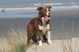 BORDER COLLIE 1432